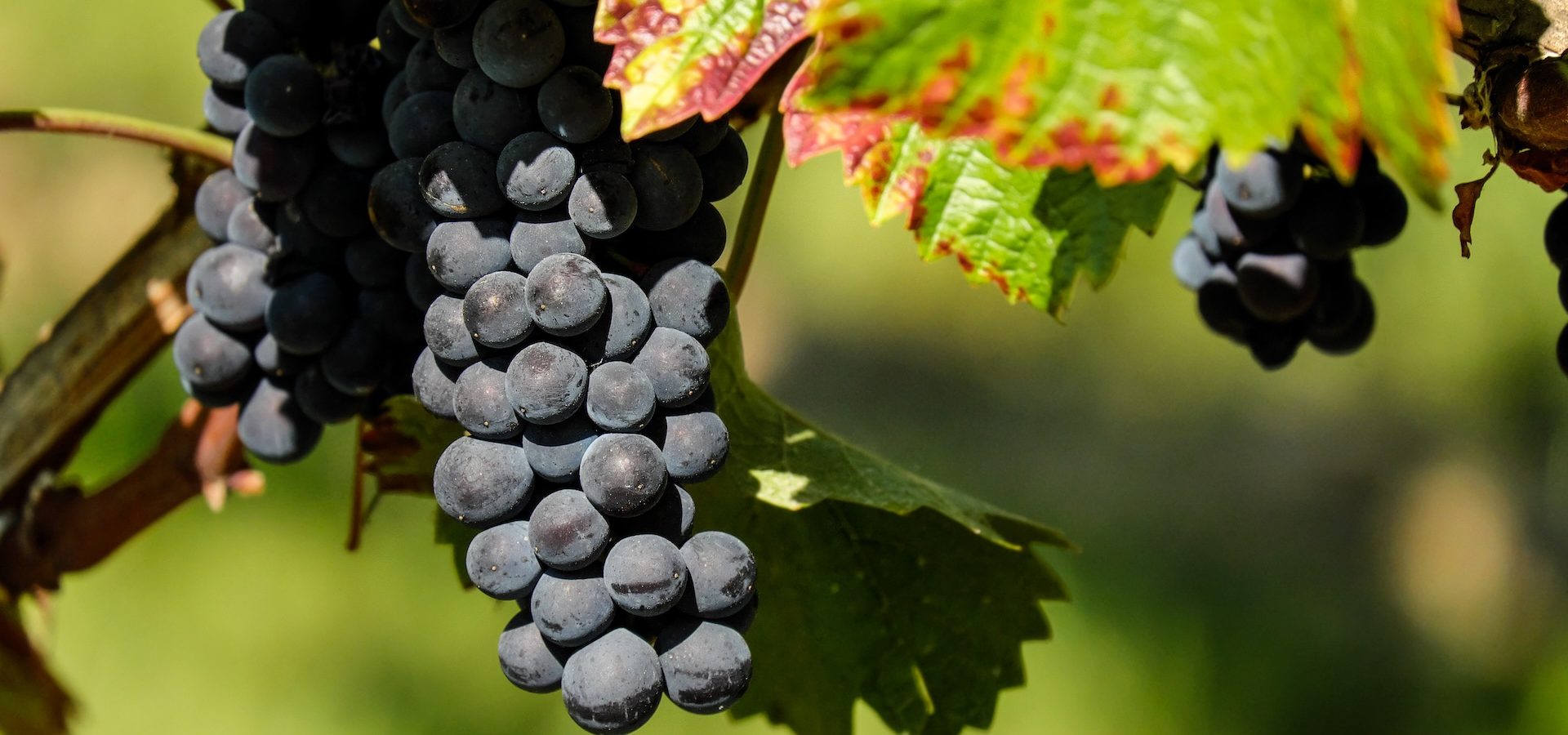 couleur grapes 1696921