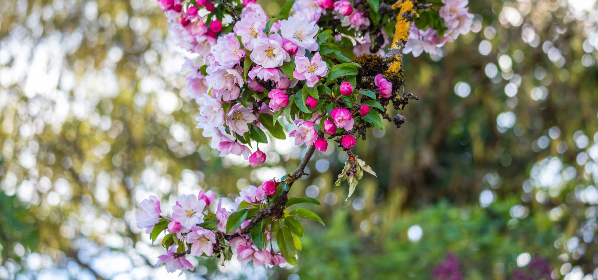 duplex apple blossom 5063352
