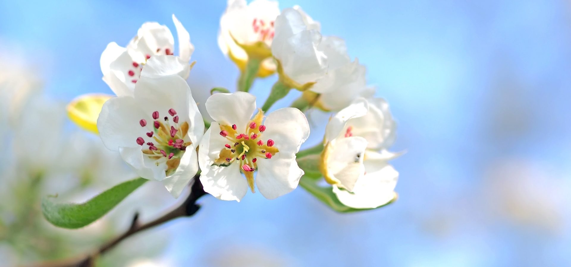 kie ker apple blossom 1368187