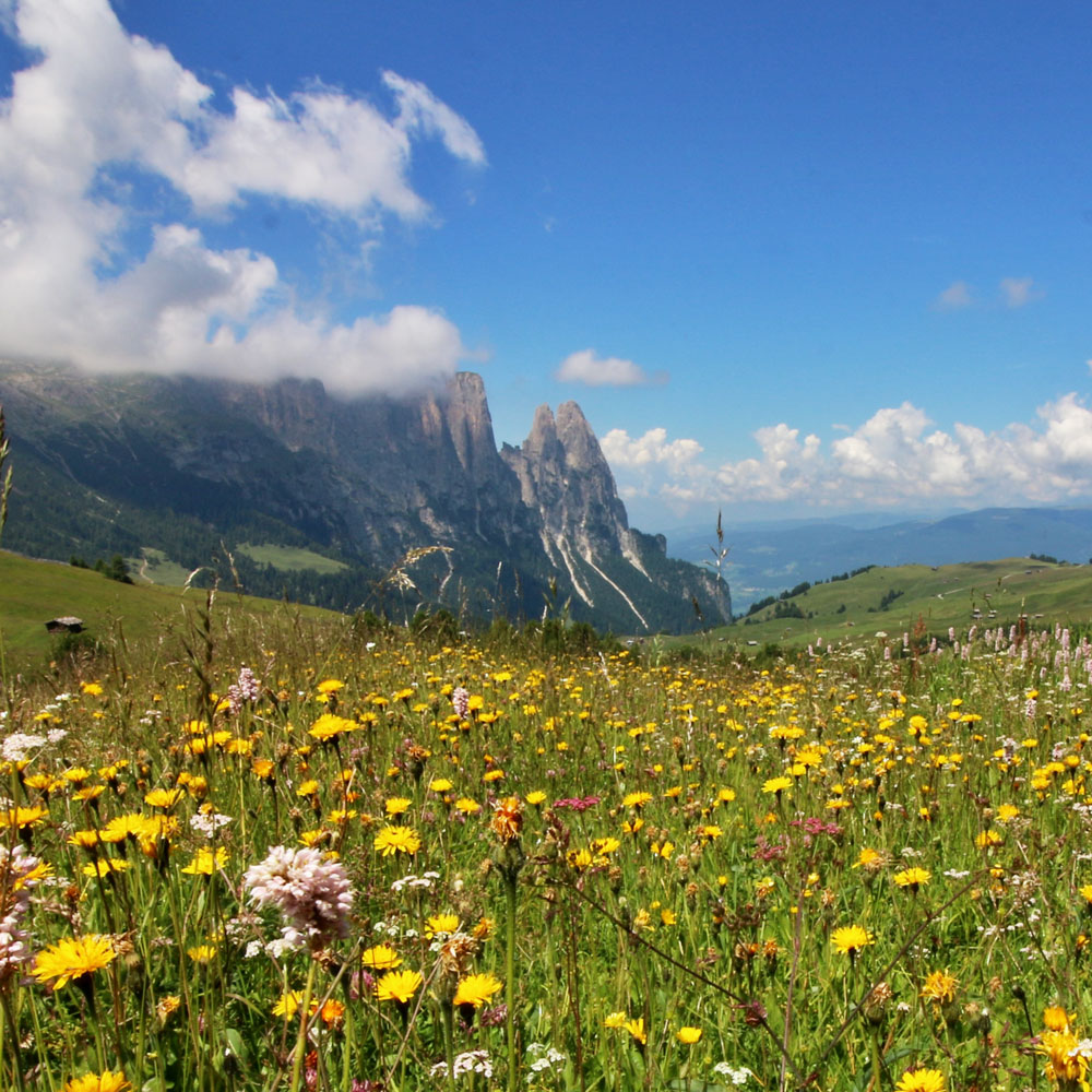 urlaub in kastelruth seiser alm suedtirol (1)